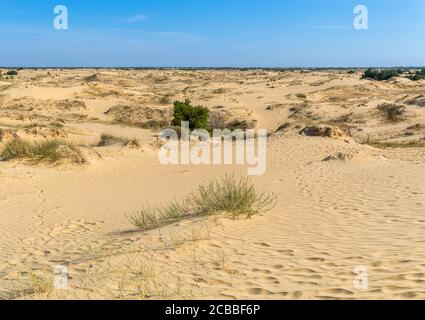 Panoramablick auf Oleschky Sands am blauen Himmel in der Cherson Region in der Ukraine, der größten Wüste Europas. Horizontale Aufnahme. Stockfoto