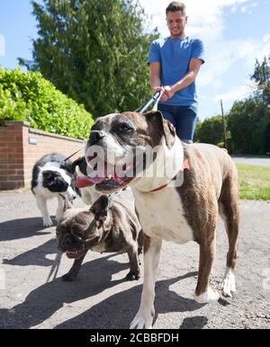 Junger Hundespaziergänger, der Hunde entlang der Surburban Straße führt Stockfoto