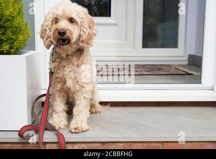 Cockapoo Hund sitzt auf der Veranda und wartet darauf, genommen zu werden Für Spaziergänge Stockfoto