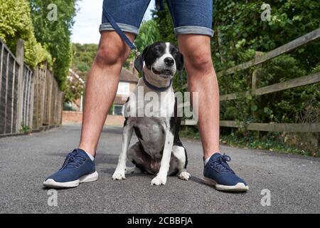 Mongrel Haustier Hund sitzt zwischen den Beinen des Besitzers Stockfoto