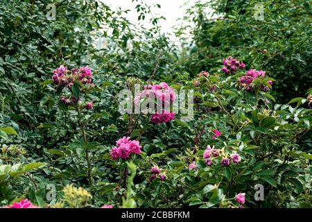 Schöner Busch mit Rosenblüten in der Nähe am Nachmittag. Foto aufgenommen in Tscheljabinsk, Russland. Stockfoto