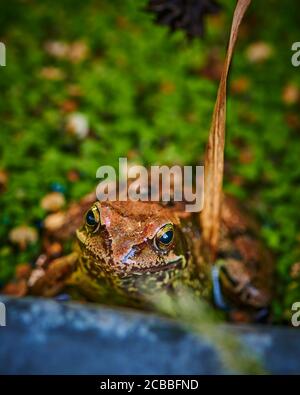 Makroaufnahme eines agilen Frosches (Rana dalmatina), der in einem Garten sitzt. Stockfoto