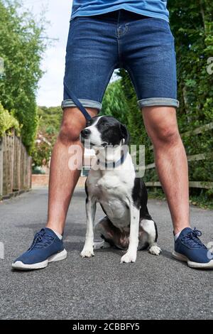 Mongrel Haustier Hund sitzt zwischen den Beinen des Besitzers Stockfoto