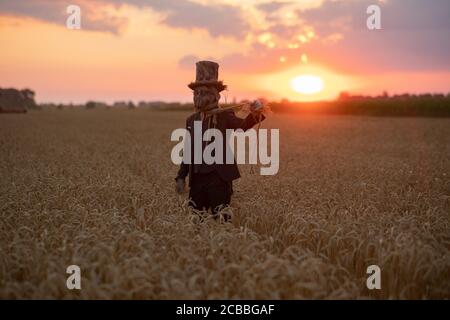 Der Mann im Bild des Zauberers im Hut führt schwarzes magisches Ritual durch und stellt den erhängten Mann im Weizenfeld bei Sonnenuntergang dar. Stockfoto