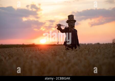 Der Mann im Bild des Zauberers im Hut führt schwarzes magisches Ritual durch und stellt den erhängten Mann im Weizenfeld bei Sonnenuntergang dar. Stockfoto