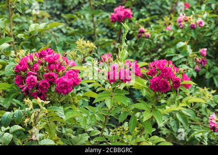 Schöne rosa Blumen schließen am Nachmittag. Foto aufgenommen in Tscheljabinsk, Russland. Stockfoto