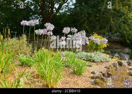 Afrikanische Lilie oder Lilie des Nils (Agapanthus praecox) riesige Pflanzen im Sommer, in einem englischen Garten, East Yorkshire, England, Großbritannien, GB. Stockfoto