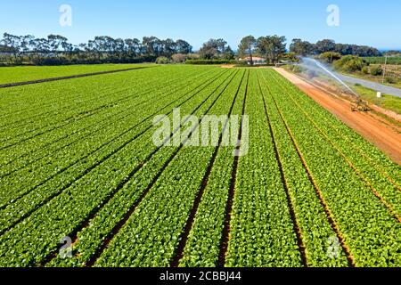 Luftaufnahme von Salat in den Feldern aus Portugal Stockfoto