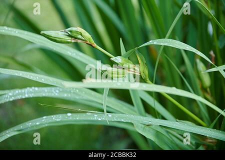 Samenkapseln der Yellow Flag Iris (Iris pseudacorus) mit Regentropfen auf den Blättern. Stockfoto
