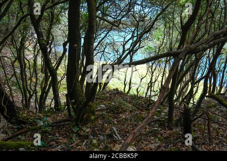 Zwischen Steineichen in Monte Buciero mit dem Meer in Der Hintergrund Stockfoto