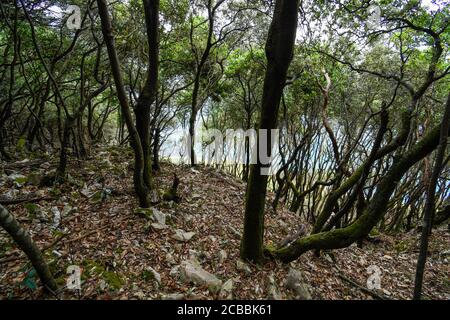 Zwischen Steineichen in Monte Buciero mit dem Meer in Der Hintergrund Stockfoto