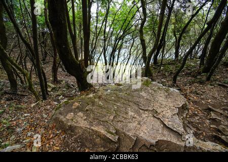 Zwischen Steineichen in Monte Buciero mit dem Meer in Der Hintergrund Stockfoto