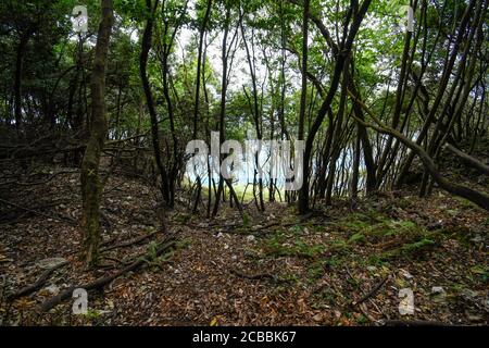 Zwischen Steineichen in Monte Buciero mit dem Meer in Der Hintergrund Stockfoto