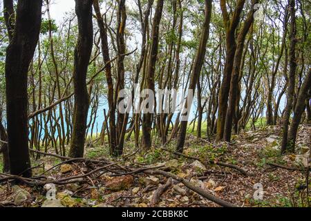 Zwischen Steineichen in Monte Buciero mit dem Meer in Der Hintergrund Stockfoto