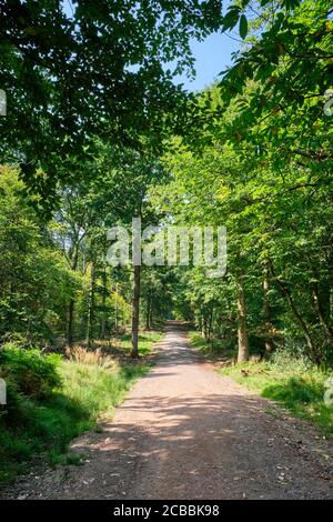 Waldweg durch Beechenhurst Woods, in der Nähe von Coleford, Forest of Dean, Gloucestershire Stockfoto