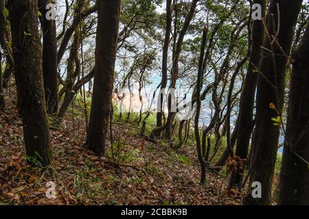 Zwischen Steineichen in Monte Buciero mit dem Meer in Der Hintergrund Stockfoto