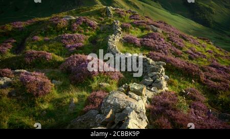 Heather by a Stone Wall, Langdale, Lake District, England Stockfoto