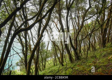 Zwischen Steineichen in Monte Buciero mit dem Meer in Der Hintergrund Stockfoto