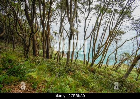 Zwischen Steineichen in Monte Buciero mit dem Meer in Der Hintergrund Stockfoto