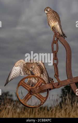 Paar Turmfalken, Falco tinnunculus, die das charakteristische Gefieder dieses weit verbreiteten Raubvogels zeigen. Stockfoto