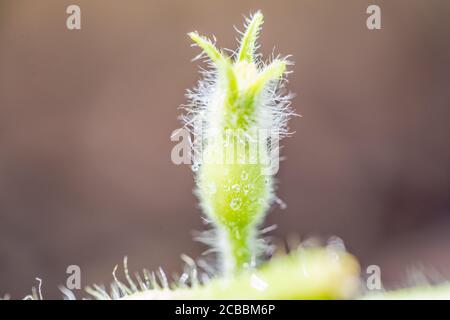 Bio-Cantaloupe im Garten. - Bild Stockfoto