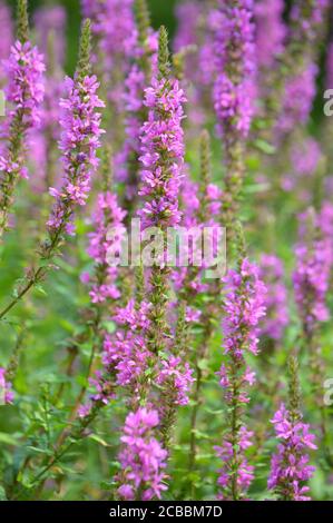 London, Großbritannien. 12. August 2020. Eine Gruppe von Purple Loosestrife (Lythrum Salicaria) im Walpole Park an einem sonnigen Tag. Stockfoto