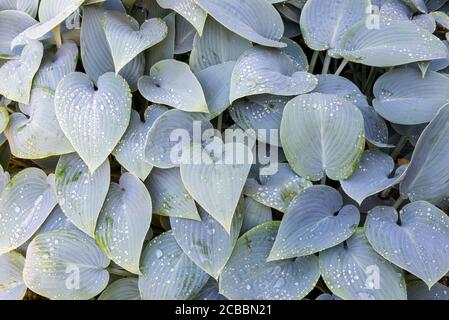 Überkopffoto der Masse der grauen Blätter von Hosta 'Halcyon' (Kochelilie), bedeckt mit Regentropfen. Stockfoto