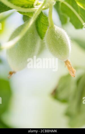 Bio-Cantaloupe im Garten. - Bild Stockfoto