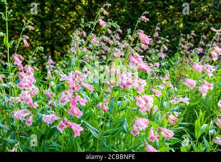 Blassrosa, rote und weiße Blütenspitzen von Penstemon 'MacPenny's Pink' (Bartzunge) in einem sonnigen Rand mit verschwommener Hecke im Hintergrund. Stockfoto