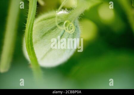 Bio-Cantaloupe im Garten. - Bild Stockfoto