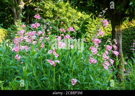 Blassrosa, rot-weiße Bartzunge, Penstemon 'MacPenny's Pink', mit reifer Lorbeer und verschwommenen Bäumen im Sonnenschein dahinter. Stockfoto