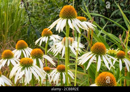 Gruppe von orangen und weißen Kegelblumen, Echinacea purpurea 'White Swan', wächst in der Grenze zwischen dunkelgrünem Laub, Gräsern und Pflanzenstämmen. Stockfoto