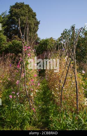 Doddington Hall Lincolnshire, Anbau von süßen Erbsen, Duft, viktorianischen Garten, Spalier, Wigwam geformt, Stangen zusammengebunden, Bindung mit String klettern. Stockfoto