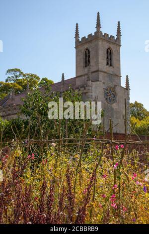 Doddington Hall Lincolnshire, Anbau von süßen Erbsen, Duft, viktorianischen Garten, Spalier, Wigwam geformt, Stangen zusammengebunden, Bindung mit String klettern. Stockfoto