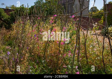 Doddington Hall Lincolnshire, Anbau von süßen Erbsen, Duft, viktorianischen Garten, Spalier, Wigwam geformt, Stangen zusammengebunden, Bindung mit String klettern. Stockfoto