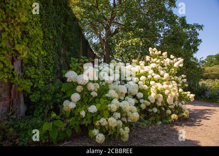 Doddington Hall Lincolnshire, Statuen, öffentlicher Raum, Skulpturen, Kunst, Snowball viburnum, Wacholderrose, Schneeballbusch, weiße Blumen, schöner Strauch. Stockfoto