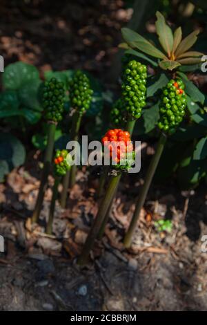 Rote Beeren wachsen unter Baumdächern schattige Bereiche Wald Waldflächen. Arum oder Kuckuck Pint oder italienische Lords-and-Ladies Arum giftige Gefahr. Stockfoto