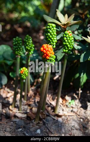 Rote Beeren wachsen unter Baumdächern schattige Bereiche Wald Waldflächen. Arum oder Kuckuck Pint oder italienische Lords-and-Ladies Arum giftige Gefahr. Stockfoto