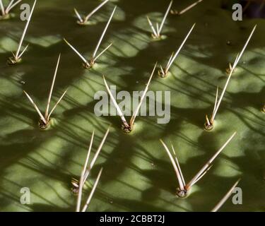 Cactuscape - Sonnenuntergang auf einer Seite eines Kaktus Kaktus Kaktus stachelig. Tucson Mountain Park, Tucson, Arizona, USA Stockfoto