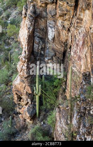 Alcove - Saguaro Kakteen finden ein geschütztes Zuhause. Sabino Canyon, Tucson, Arizona, USA Stockfoto