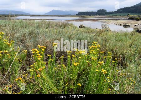 Marisma de Santoña im Hintergrund, mit Inula crithmoides im Vordergrund Stockfoto