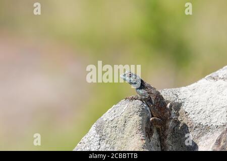 Southern Rock Agama in Umtamvuna Nature Reserve, KwaZulu-Natal, Südafrika Stockfoto