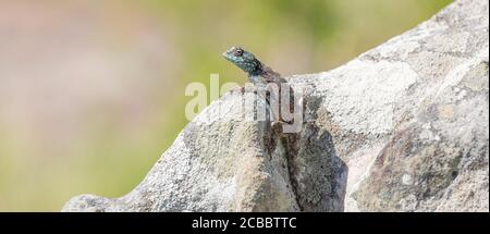 Southern Rock Agama in Umtamvuna Nature Reserve, KwaZulu-Natal, Südafrika Stockfoto