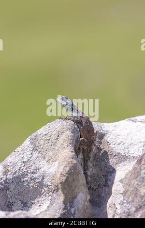 Southern Rock Agama in Umtamvuna Nature Reserve, KwaZulu-Natal, Südafrika Stockfoto