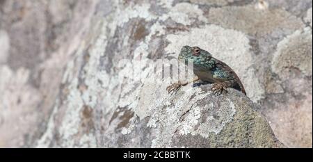 Southern Rock Agama in Umtamvuna Nature Reserve, KwaZulu-Natal, Südafrika Stockfoto