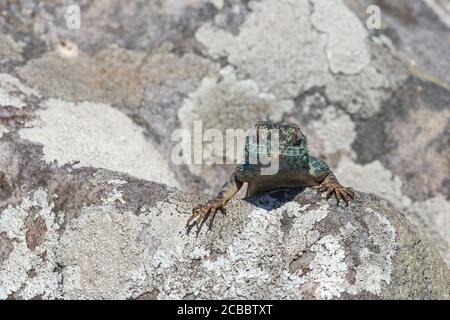 Southern Rock Agama in Umtamvuna Nature Reserve, KwaZulu-Natal, Südafrika Stockfoto