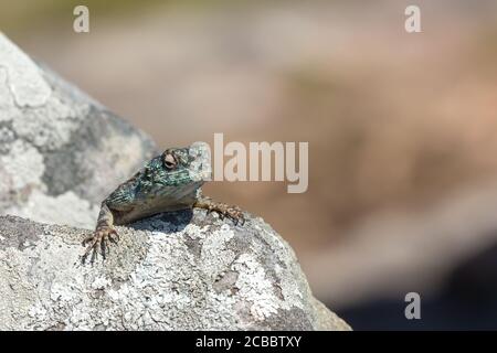 Southern Rock Agama in Umtamvuna Nature Reserve, KwaZulu-Natal, Südafrika Stockfoto