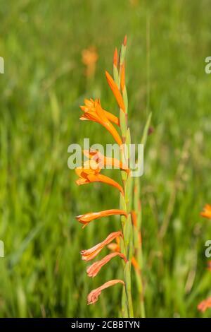 Watsonia pillansii in Umtamvuna Nature Reserve, Port Edward, KwaZulu-Natal, Südafrika Stockfoto