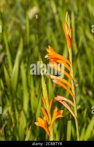 Watsonia pillansii in Umtamvuna Nature Reserve, Port Edward, KwaZulu-Natal, Südafrika Stockfoto