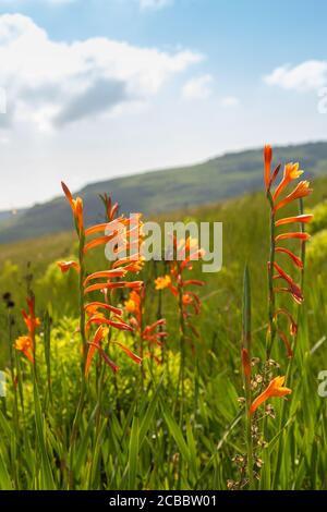 Watsonia pillansii in Umtamvuna Nature Reserve, Port Edward, KwaZulu-Natal, Südafrika Stockfoto